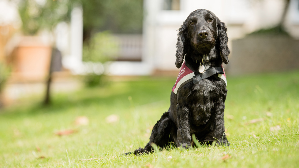 Hearing Dogs: Navigating through the World’s Sounds